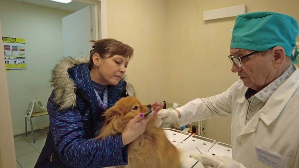 Цифровой паспорт для четвероногого друга